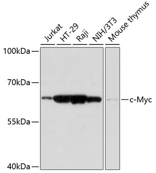 c-Myc Rabbit Polyclonal Antibody
