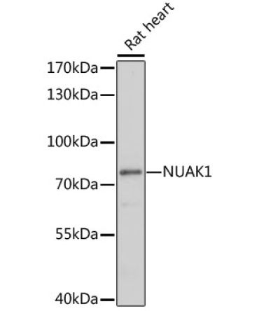 NUAK1 Rabbit Polyclonal Antibody