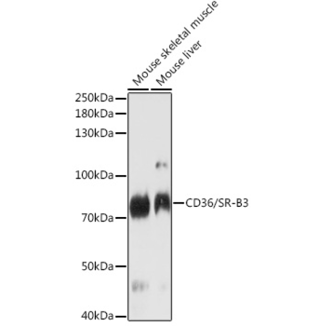 CD36/SR-B3 Rabbit Polyclonal Antibody