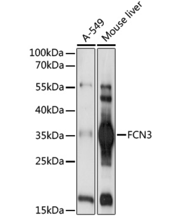 FCN3 Rabbit Polyclonal Antibody