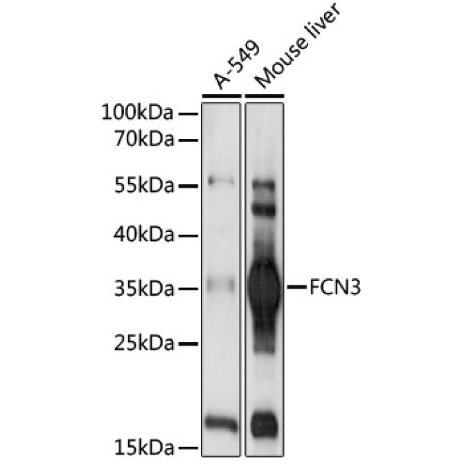 FCN3 Rabbit Polyclonal Antibody