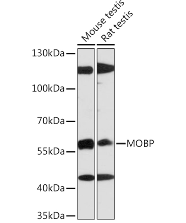 MOBP Rabbit Polyclonal Antibody