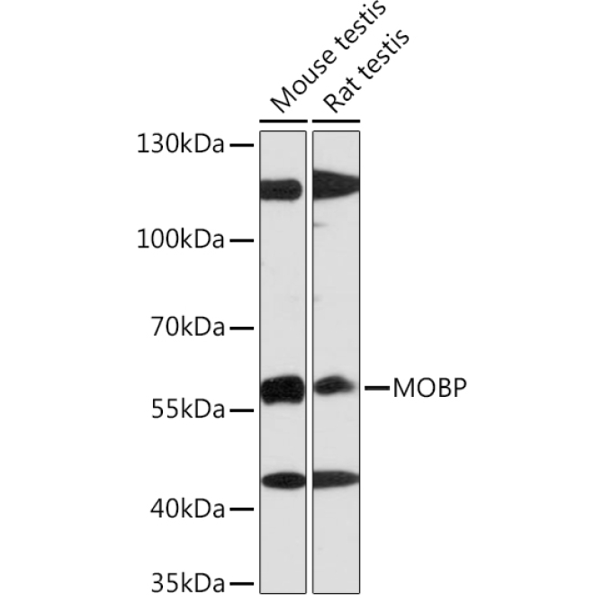 MOBP Rabbit Polyclonal Antibody