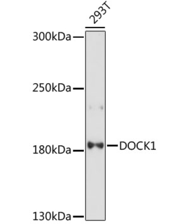 DOCK1 Rabbit Polyclonal Antibody