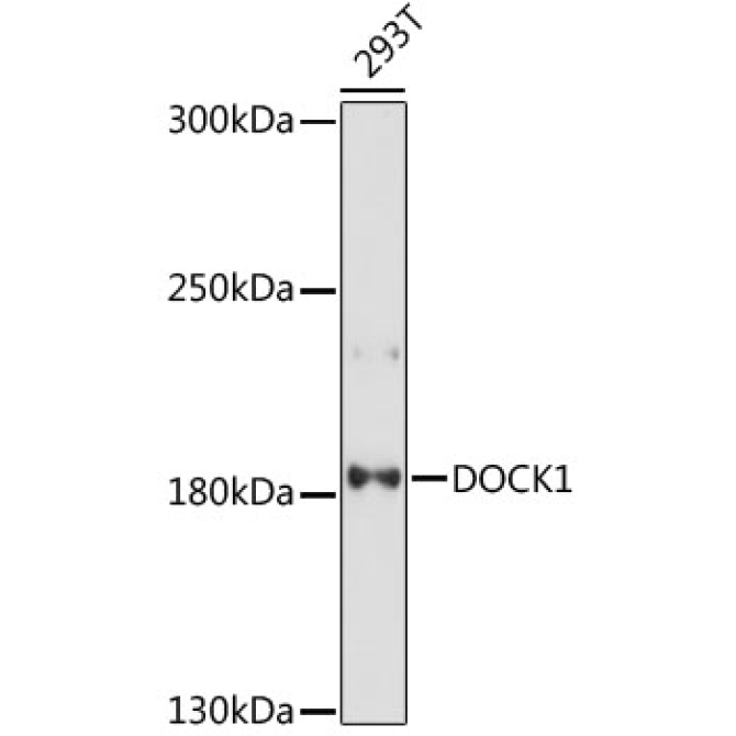 DOCK1 Rabbit Polyclonal Antibody
