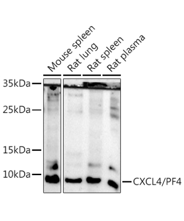 CXCL4/PF4 Rabbit Polyclonal Antibody
