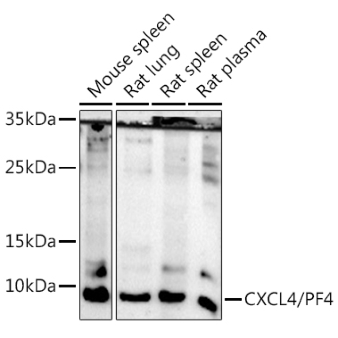 CXCL4/PF4 Rabbit Polyclonal Antibody