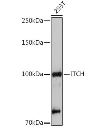ITCH Rabbit Polyclonal Antibody