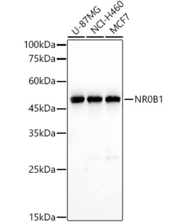 NR0B1 Rabbit Polyclonal Antibody