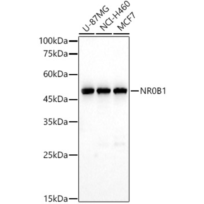 NR0B1 Rabbit Polyclonal Antibody