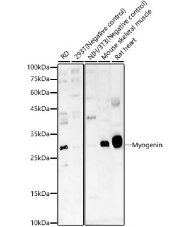 Myogenin Rabbit Polyclonal Antibody