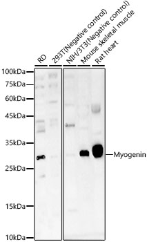 Myogenin Rabbit Polyclonal Antibody