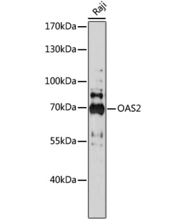 OAS2 Rabbit Polyclonal Antibody