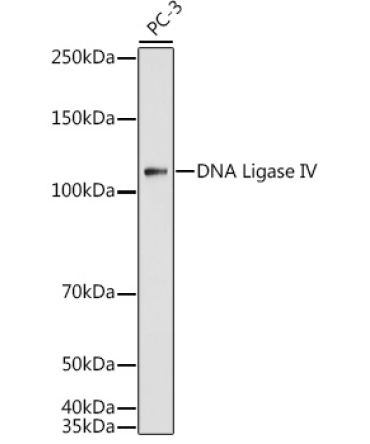 DNA Ligase IV Rabbit Polyclonal Antibody