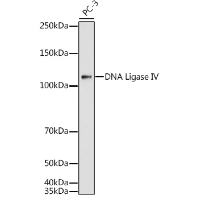 DNA Ligase IV Rabbit Polyclonal Antibody