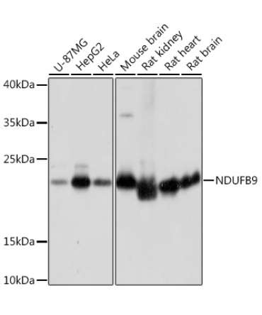 NDUFB9 Rabbit Polyclonal Antibody