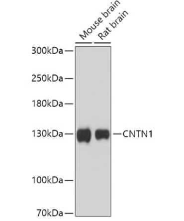 CNTN1 Rabbit Polyclonal Antibody