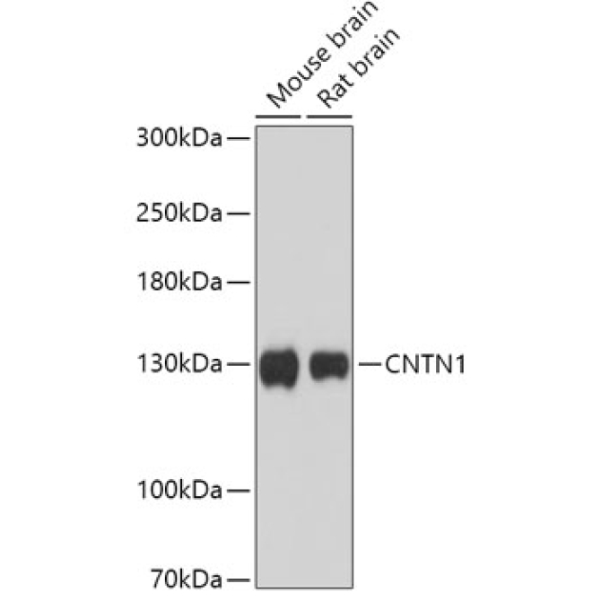 CNTN1 Rabbit Polyclonal Antibody