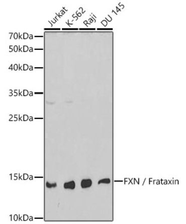FXN / Frataxin Rabbit Polyclonal Antibody