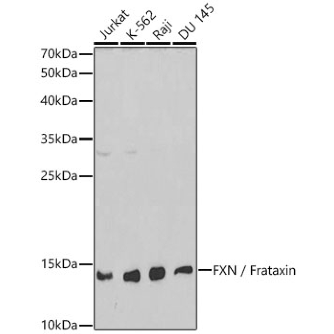 FXN / Frataxin Rabbit Polyclonal Antibody