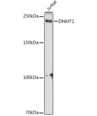 DNMT1 Rabbit Polyclonal Antibody