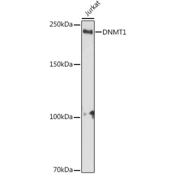 DNMT1 Rabbit Polyclonal Antibody