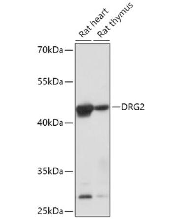 DRG2 Rabbit Polyclonal Antibody