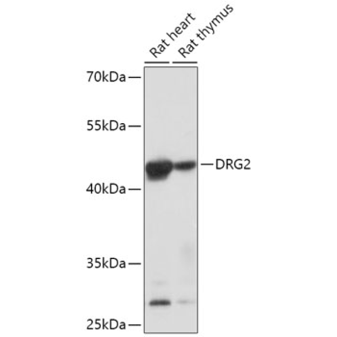 DRG2 Rabbit Polyclonal Antibody