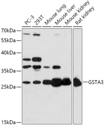GSTA3 Rabbit Polyclonal Antibody