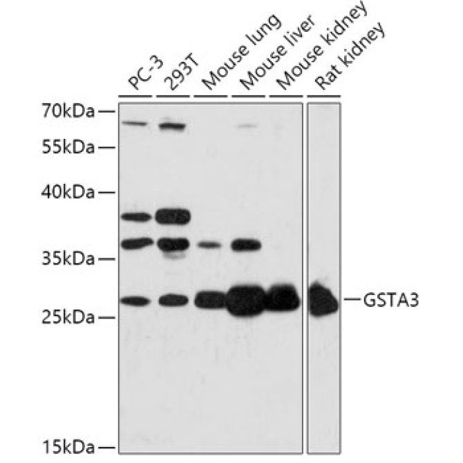 GSTA3 Rabbit Polyclonal Antibody