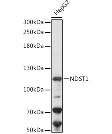NDST1 Rabbit Polyclonal Antibody