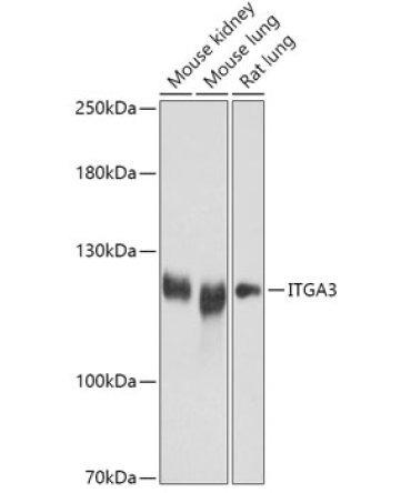 ITGA3 Rabbit Polyclonal Antibody