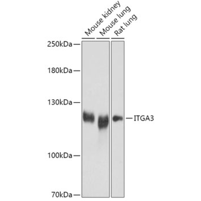 ITGA3 Rabbit Polyclonal Antibody
