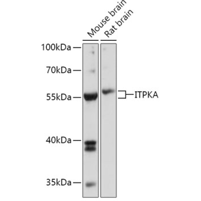 ITPKA Rabbit Polyclonal Antibody