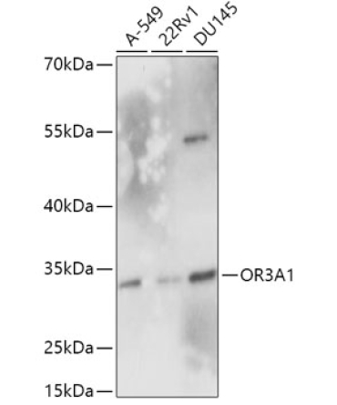 OR3A1 Rabbit Polyclonal Antibody