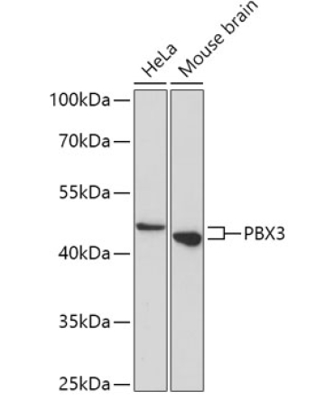 PBX3 Rabbit Polyclonal Antibody