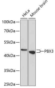 PBX3 Rabbit Polyclonal Antibody