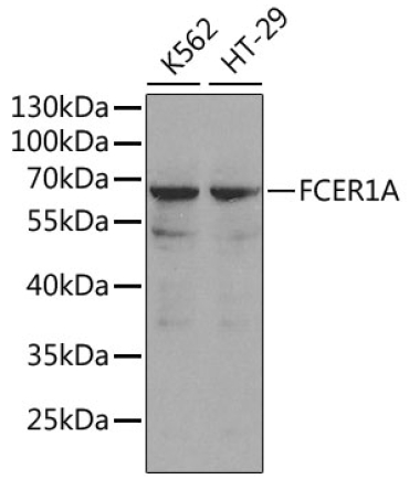 FCER1A Rabbit Polyclonal Antibody