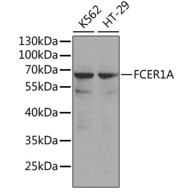 FCER1A Rabbit Polyclonal Antibody