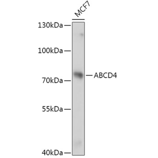 ABCD4 Rabbit Polyclonal Antibody