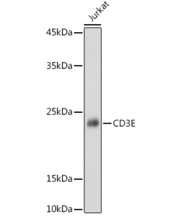 CD3E Rabbit Polyclonal Antibody