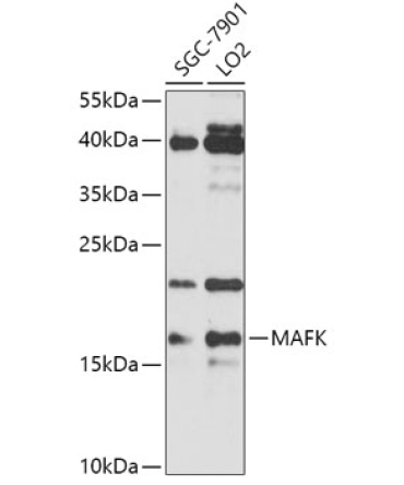 MAFK Rabbit Polyclonal Antibody