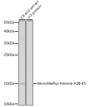 MonoMethyl-Histone H2B-K5 Rabbit Polyclonal Antibody