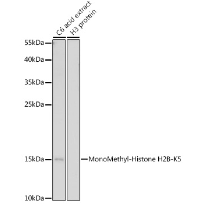 MonoMethyl-Histone H2B-K5 Rabbit Polyclonal Antibody