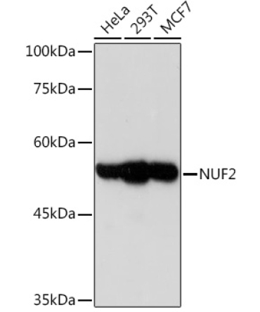 NUF2 Rabbit Monoclonal Antibody
