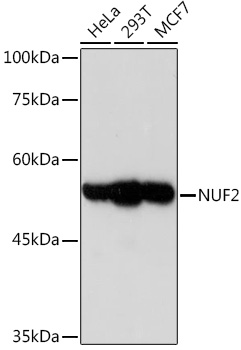 NUF2 Rabbit Monoclonal Antibody