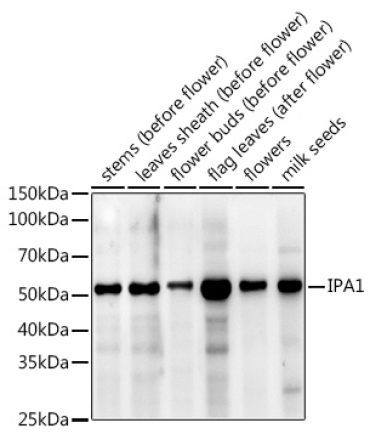 IPA1 Rabbit Polyclonal Antibody