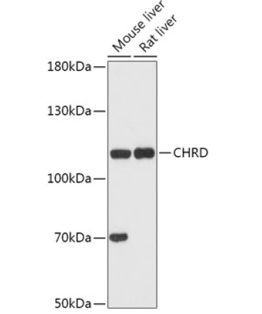 CHRD Rabbit Polyclonal Antibody