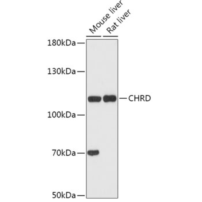 CHRD Rabbit Polyclonal Antibody