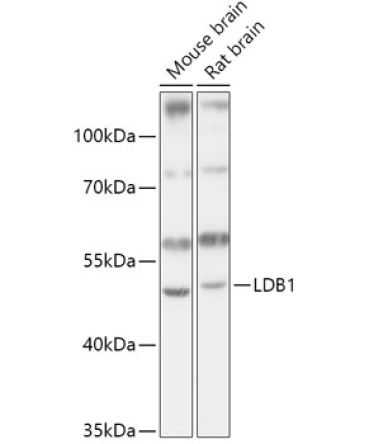 LDB1 Rabbit Polyclonal Antibody